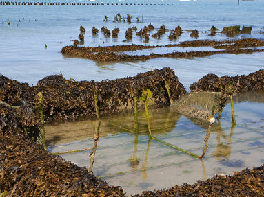 Parcs à huîtres dans la baie de Cancale