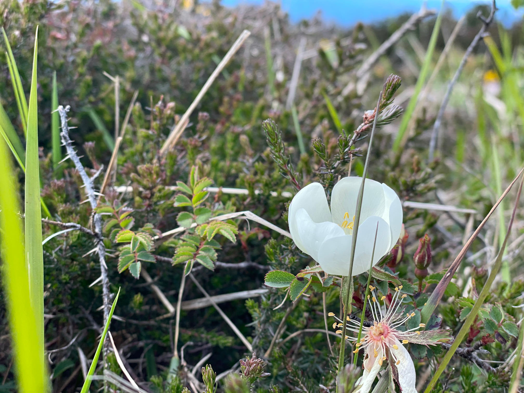 Fleur sauvage parmi la végétation au Cap Fréhel