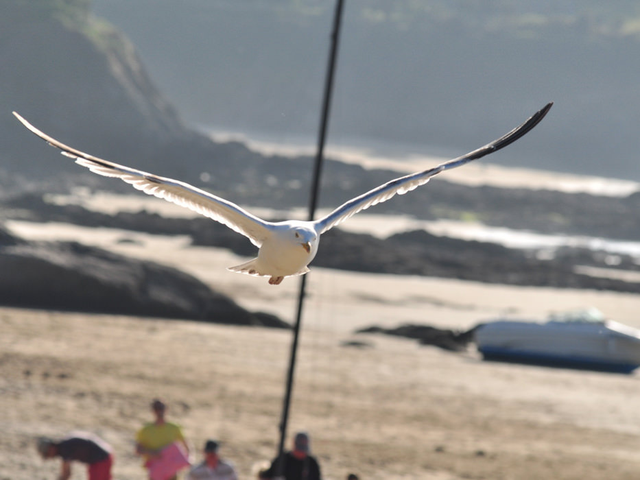 Mouette en vol au-dessus de la plage, Saint-Lunaire La Fourberie