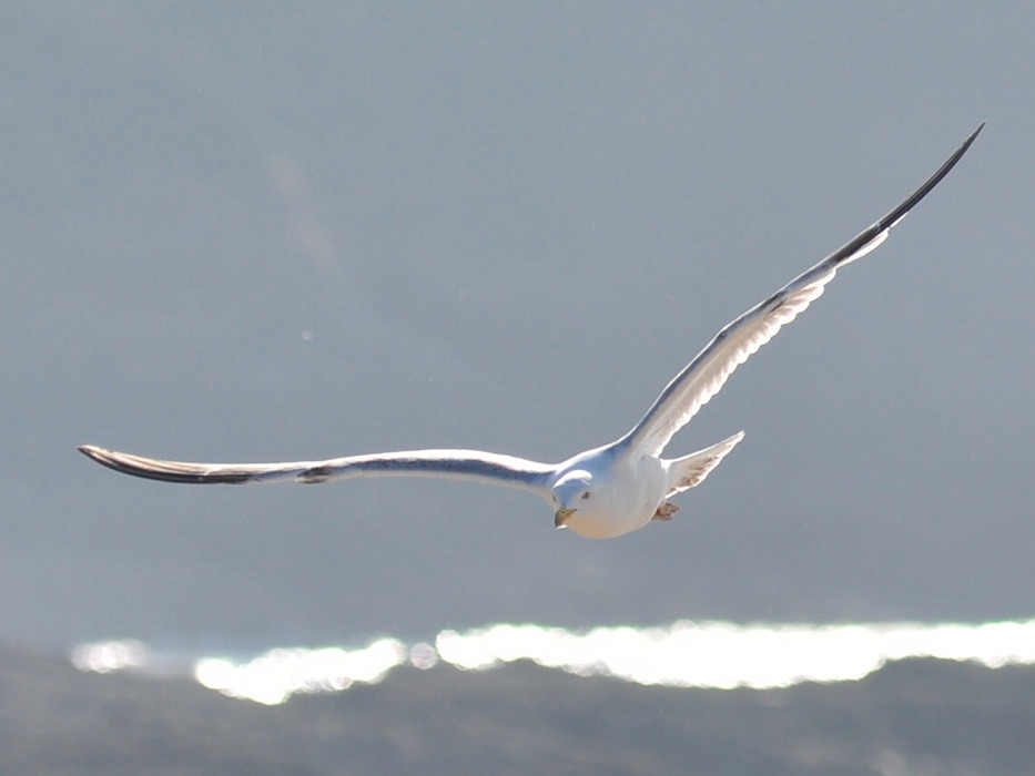 Mouette en vol au-dessus de la plage, Saint-Lunaire